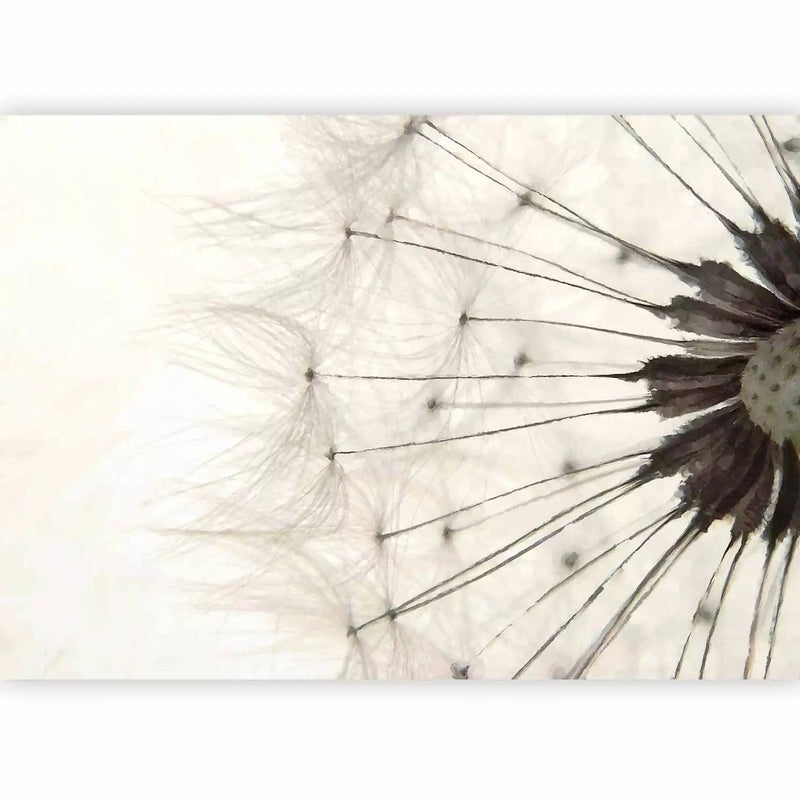 Wall Murals - white dandelions, 60649g-art