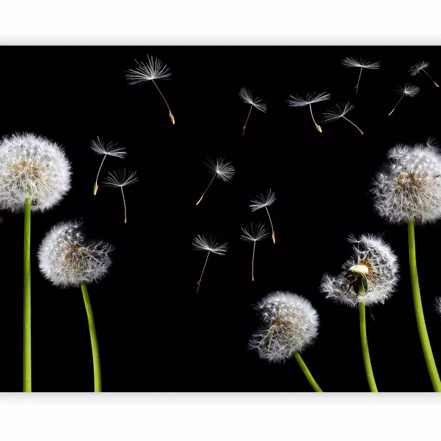 Fototapetes ar pienenēm - Baltas pienenes uz melna fona - nopirkt G-ART