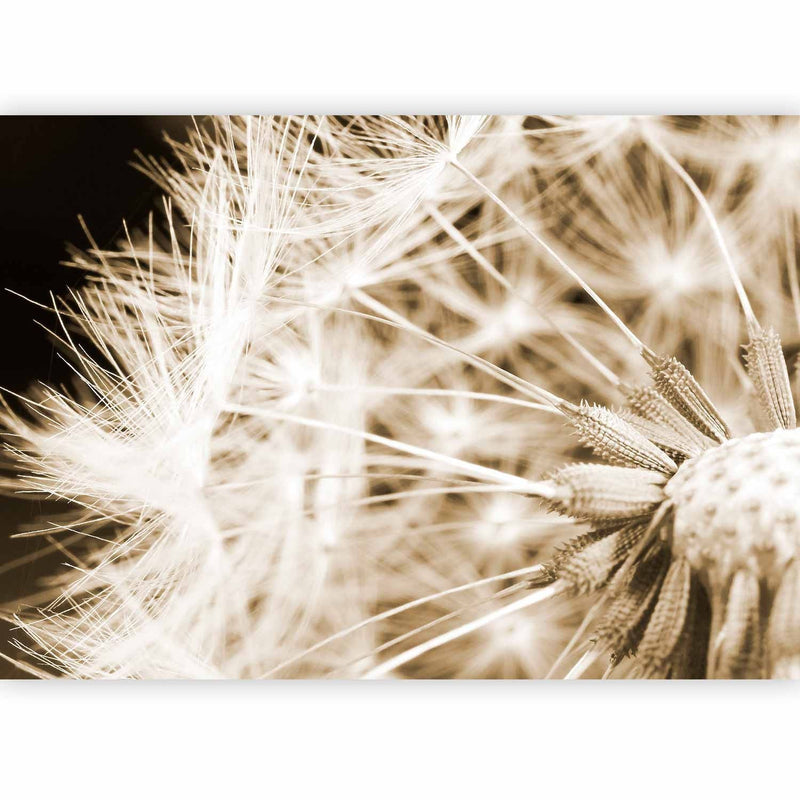 Wall Murals with dandelions - dandelion severs in shades of 60150 g -art
