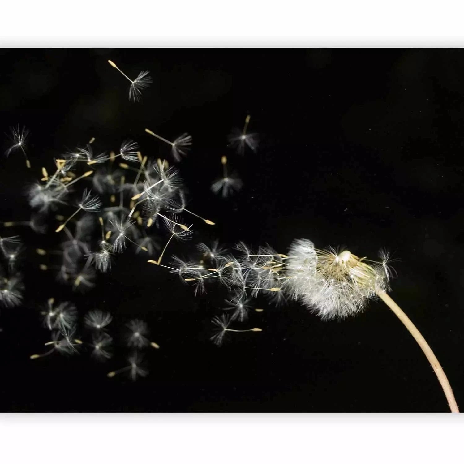 Fototapetes ar pienenēm - Pienenes vējā uz melna fona, viesistabā G-ART