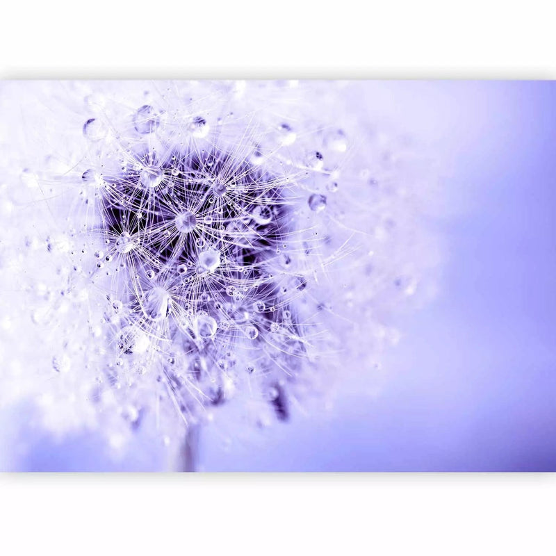 Wall Murals with dandelions - a large white dandelion in purple shades., 64288g -art