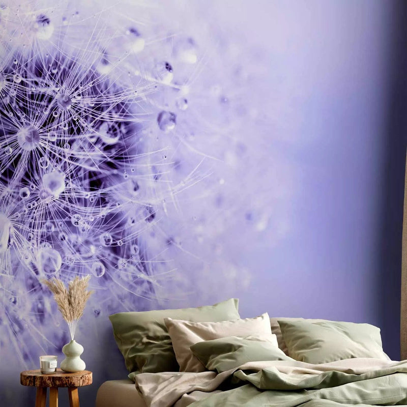 Wall Murals with dandelions - a large white dandelion in purple shades., 64288g -art