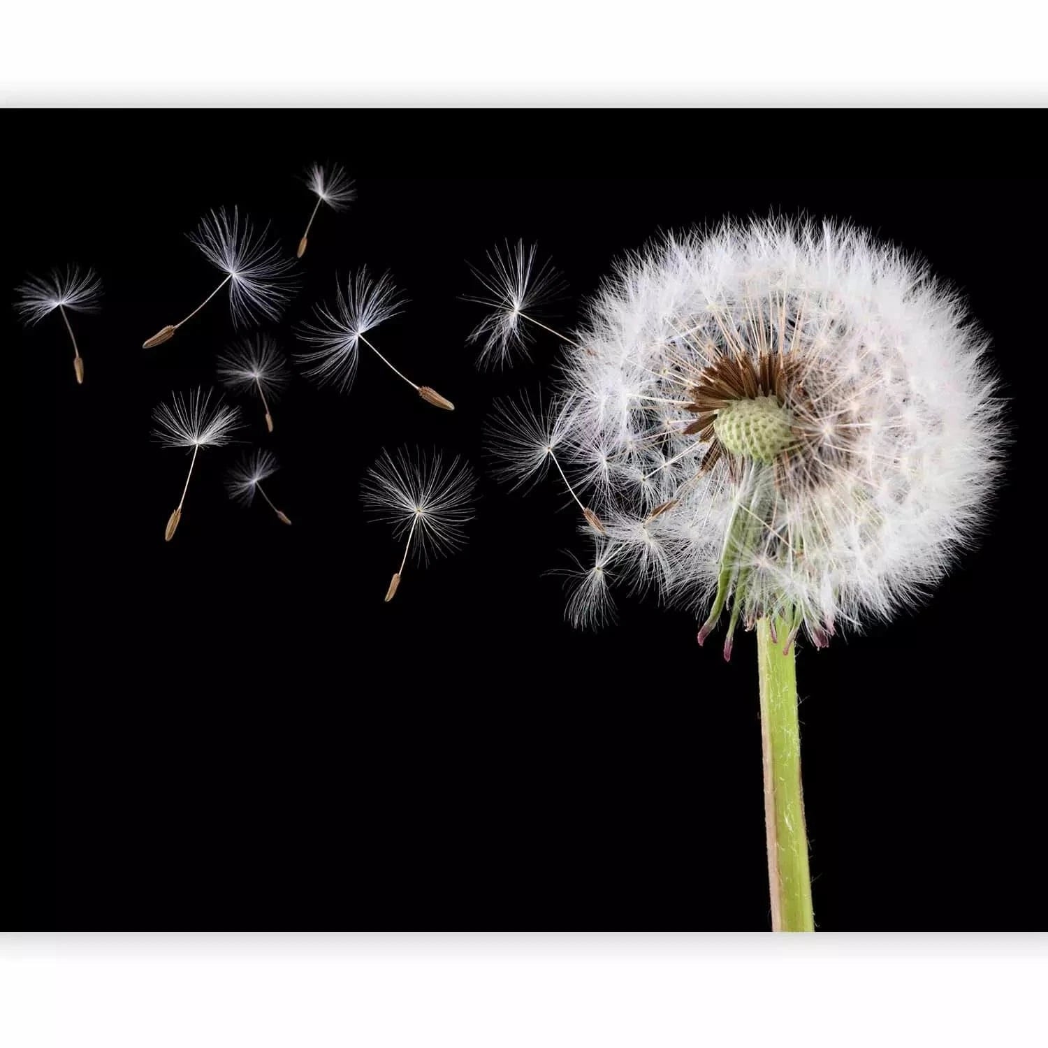 Fototapetes ar pienenēm uz melna fona - Vējš un pienenes - cena G-ART