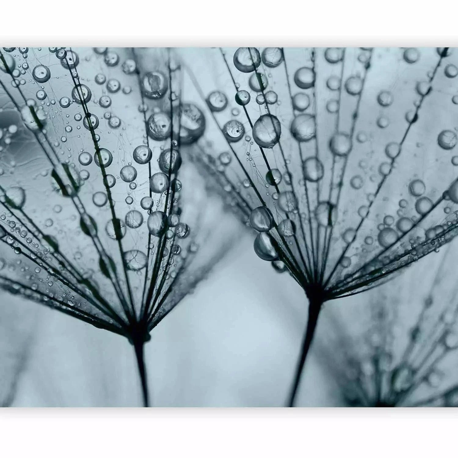 Fototapetes - Tirkīza ziedu motīvs - pieneņu ar ūdens pilieniem, makro G-ART