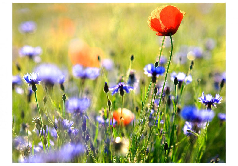 Fototapetes ar pļavas ziediem - Vasaras pļavu skaistules, 60479 G-ART