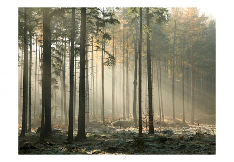 Fototapetes ar rudens mežu - Novembra rīts, 60522 G-ART