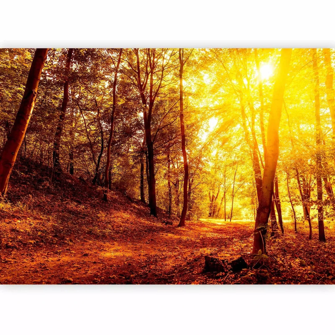 Fototapetes ar rudens mežu - Rudens pastaiga - rudens krāsās G-ART