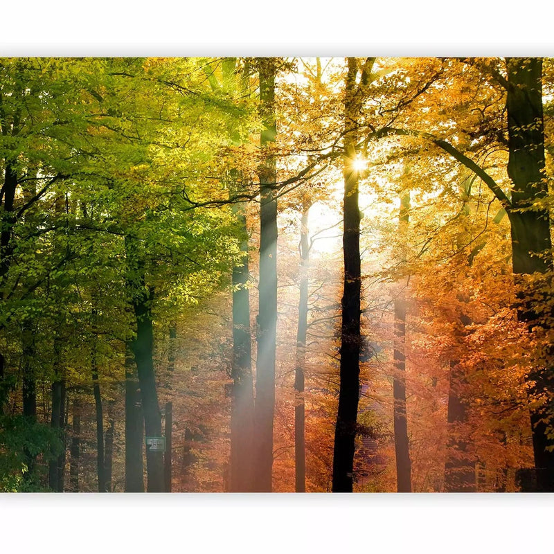 Wall Murals with autumn forest - Golden Autumn - 59842 - choose here G-ART