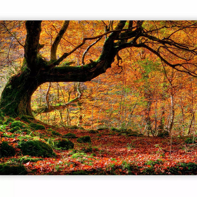 Fototapetes ar rudens skatu - Rudens, mežs un lapas, 60278 G-ART