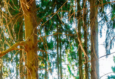 Fototapetes ar saulainu mežu - Brīnišķīgs mežs, 97978 G-ART