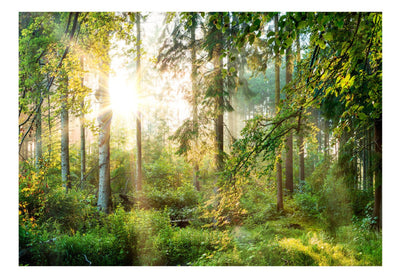 Fototapetes ar saulainu mežu - Nepieradināta daba, 91566 G-ART