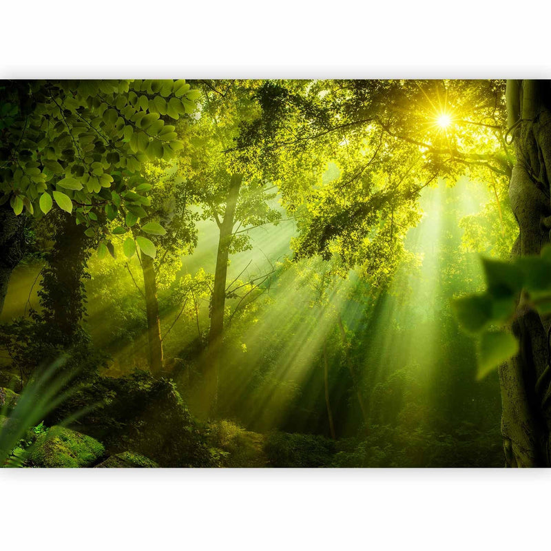 Wall Murals with sunny forest - Secret Forest, 61874 G-ART