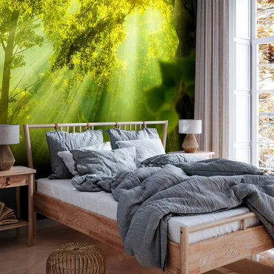 Wall Murals with sunny forest - Secret Forest, 61874 G-ART