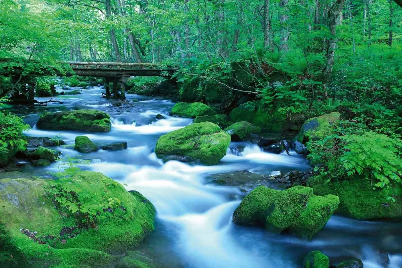 Fototapetes ar skaistu ainavu - Meža strauts II, zaļā krāsā D-ART