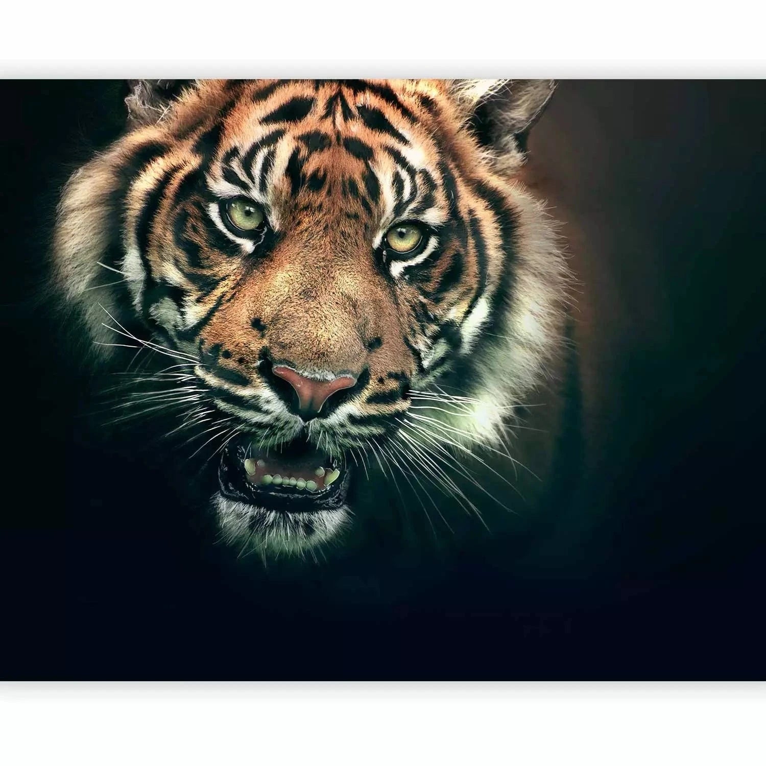 Fototapetes ar tīģeri - Karaliskais Tīģeris, 61350 G-ART