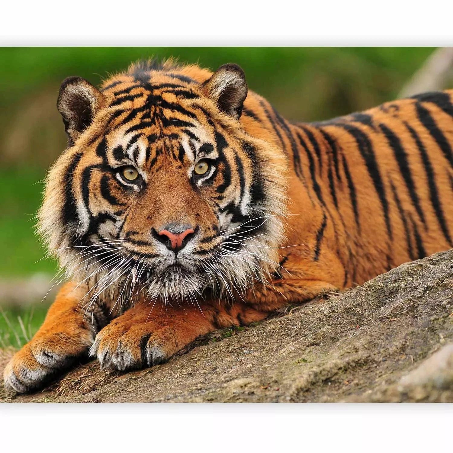 Fototapetes ar Sumatras tīģeri savvaļā - Ideāls variants guļamistabai G-ART