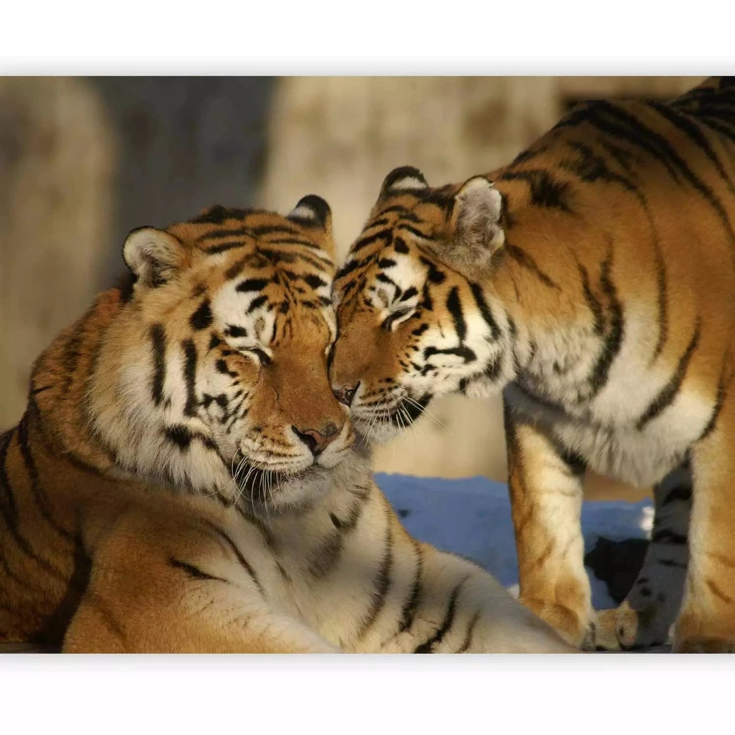 Fototapetes ar tīģeru ģimeni savvaļā - izgatavošana pēc pasūtījuma G-ART