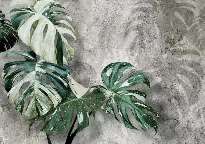 Fototapetes ar zaļām Monstera lapām uz tumši pelēka fona, 135503 G-ART