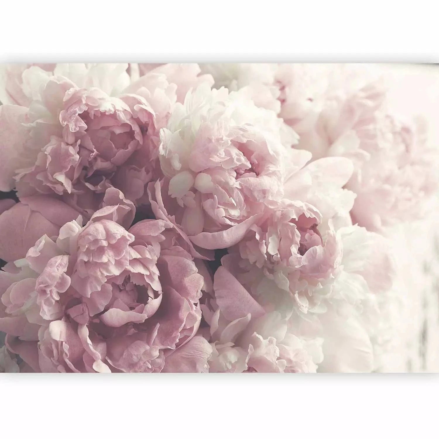 Fototapetes ar ziedošam peonijām rozā toņos - viesistabas interjeram G-ART