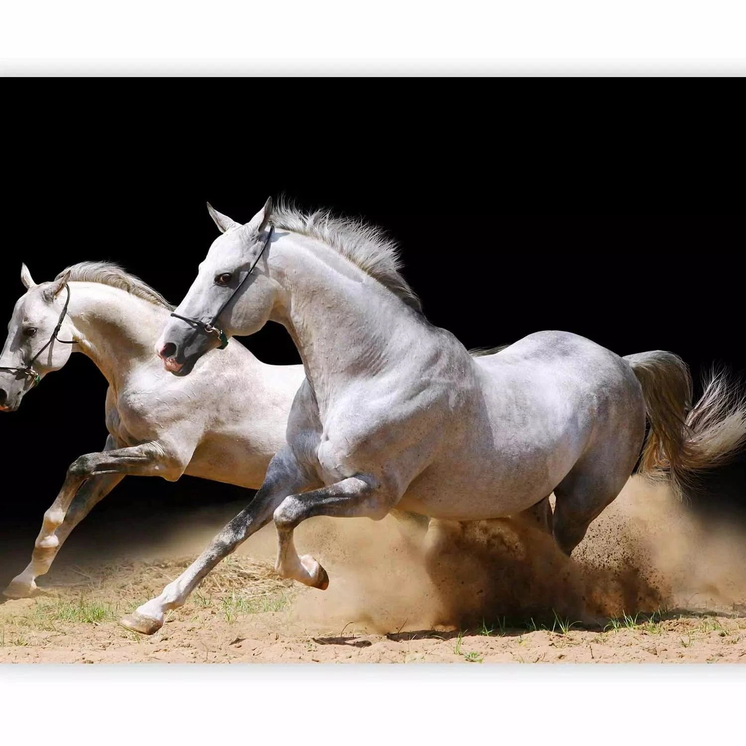 Fototapetes ar zirgiem - Balti zirgi sacenšas smiltīs uz melna fona G-ART