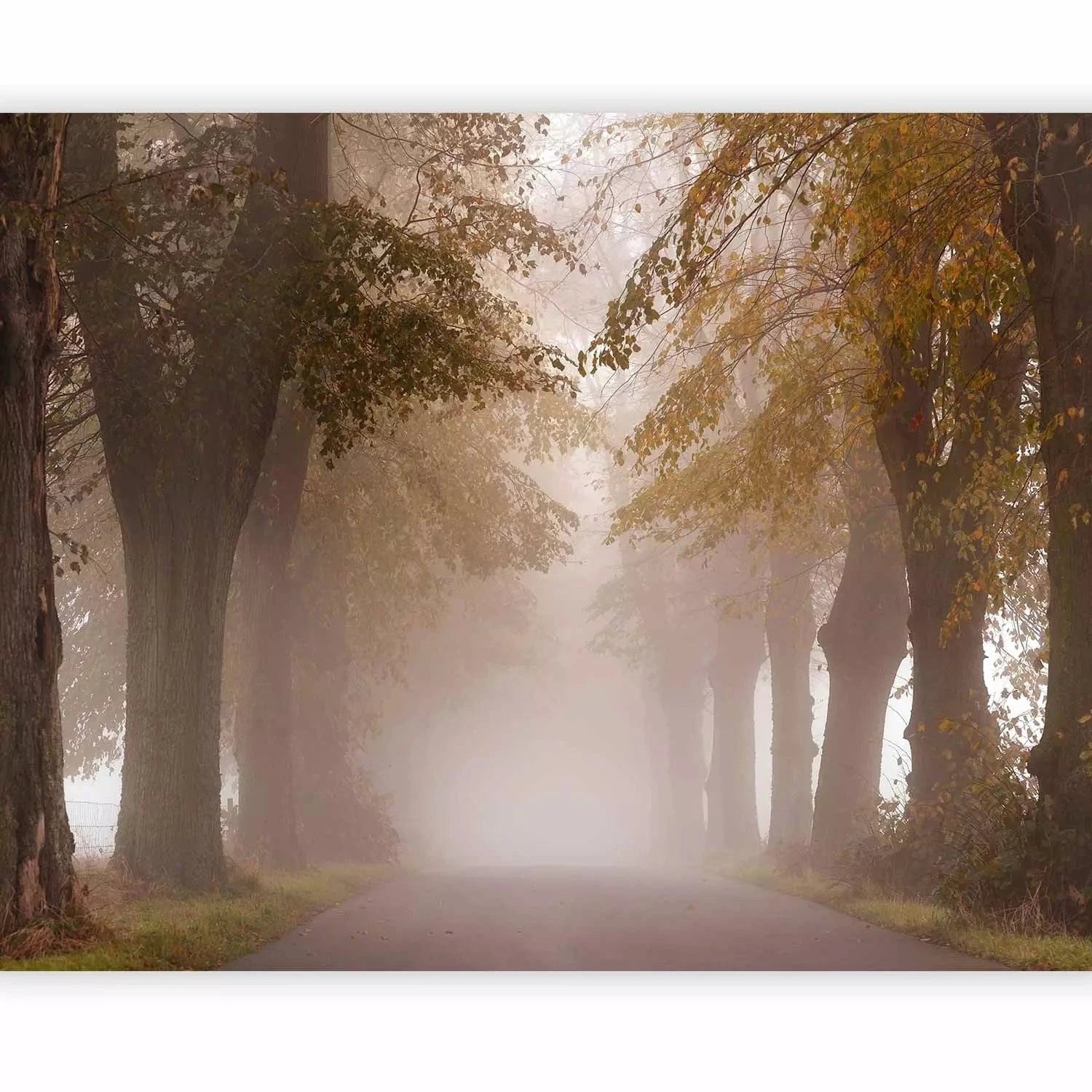 Fototapetes - Ceļš starp kokiem ar dzeltenām lapām miglā , 60514 G-ART
