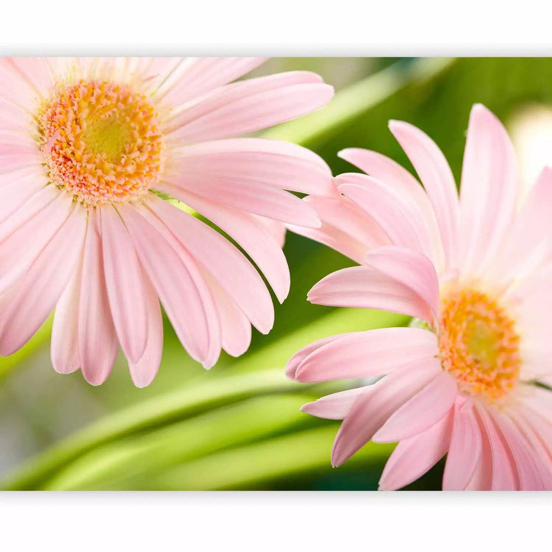 Wall Murals Leisure corner - two pink gerberas, 60679 g -art