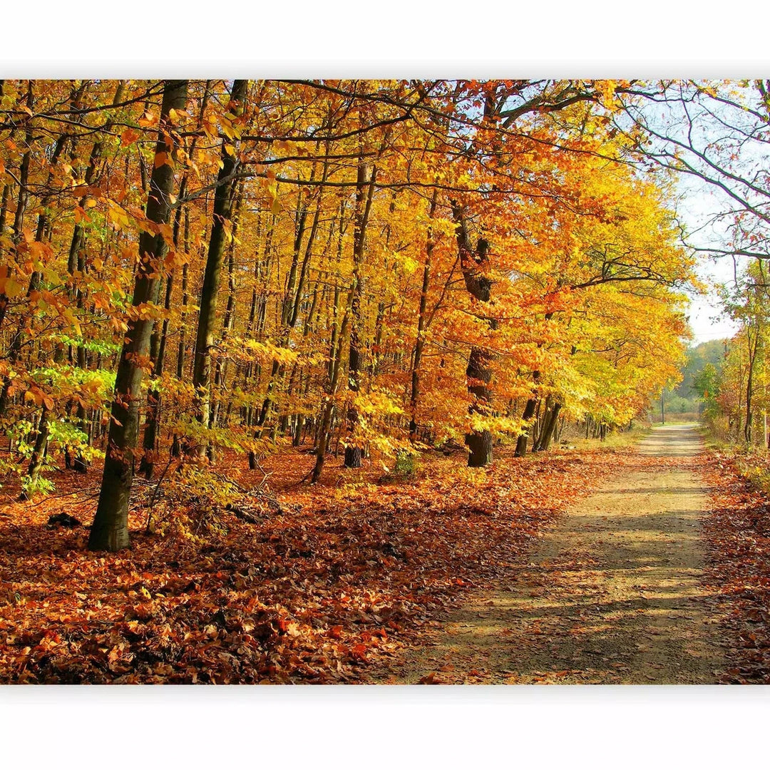 Fototapetes ar rudens dižskābaržu mežu - rudens krāsās G-ART