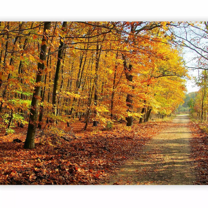 Fototapetes ar rudens dižskābaržu mežu - rudens krāsās G-ART