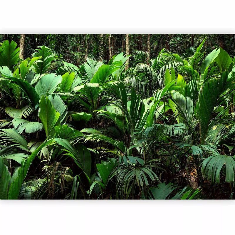 Wall Murals - Exotic jungle - wild forest landscape with fern g -art