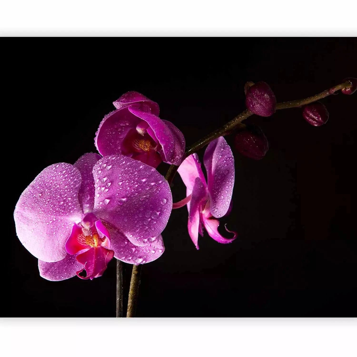 Fototapetes - Eleganta orhideja ar rasas pilieniem uz melna fona G-ART