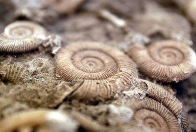 Fototapetes Fossil (300x250 cm) AS Creation