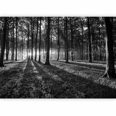 Valokuvatapetti - Valoa metsässä, 61892 G-ART