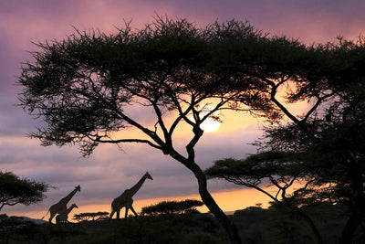 Fototapetes GiraffeatSunse (300x250 cm) AS Creation