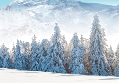 Fototapetes - Kalnu virsotnes un meži, pārklāti ar sniegu, 151866 G-ART