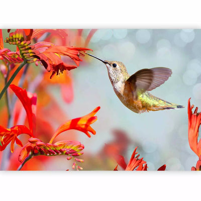 Fototapetes - Kolibri ēd nektāru no sarkana zieda. 61328 G-ART