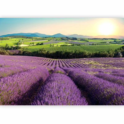 Wall Murals For a living room or bedroom purple - Lavender fields G -art