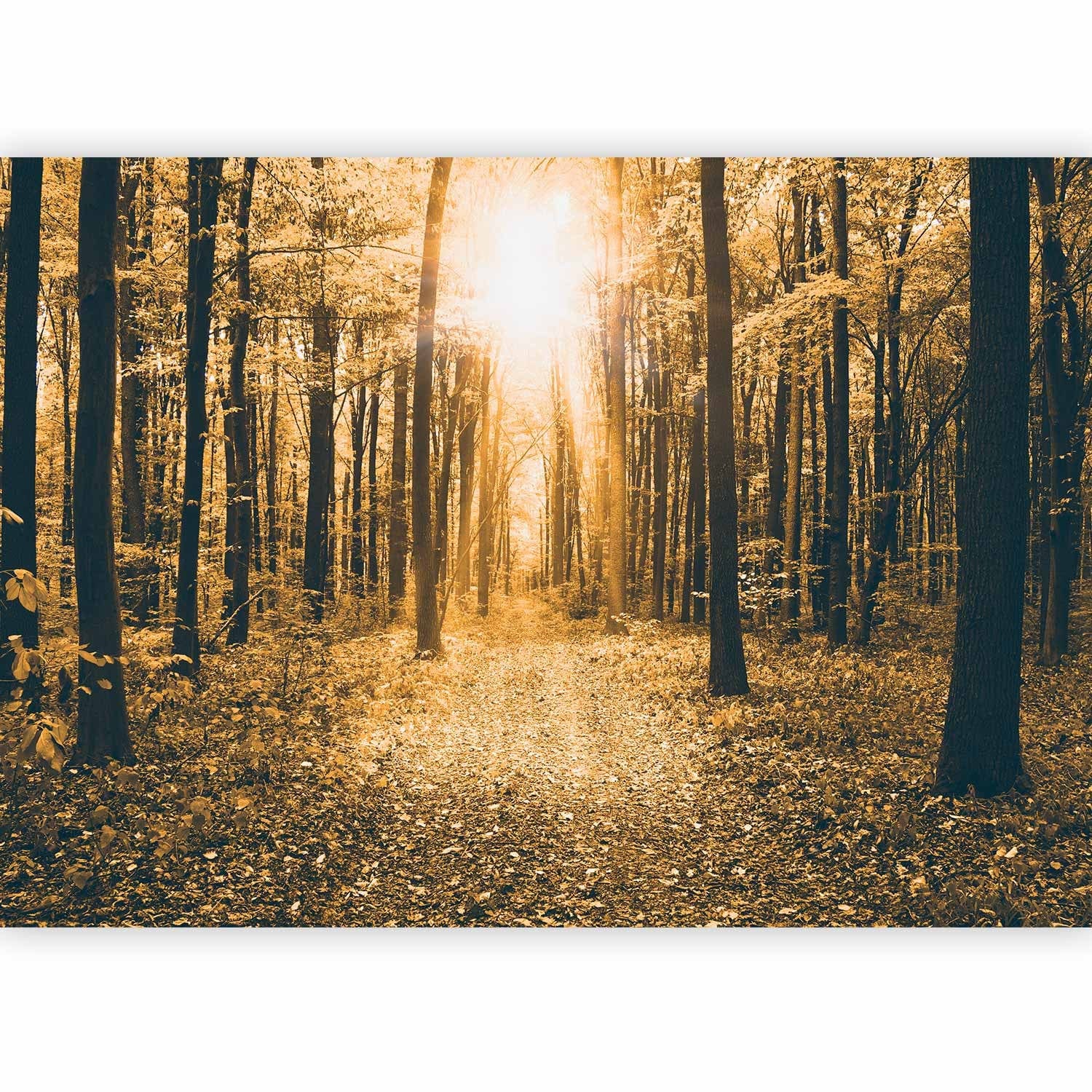 Fototapetes ar mežu - Maģiska gaisma, 64598  G-ART