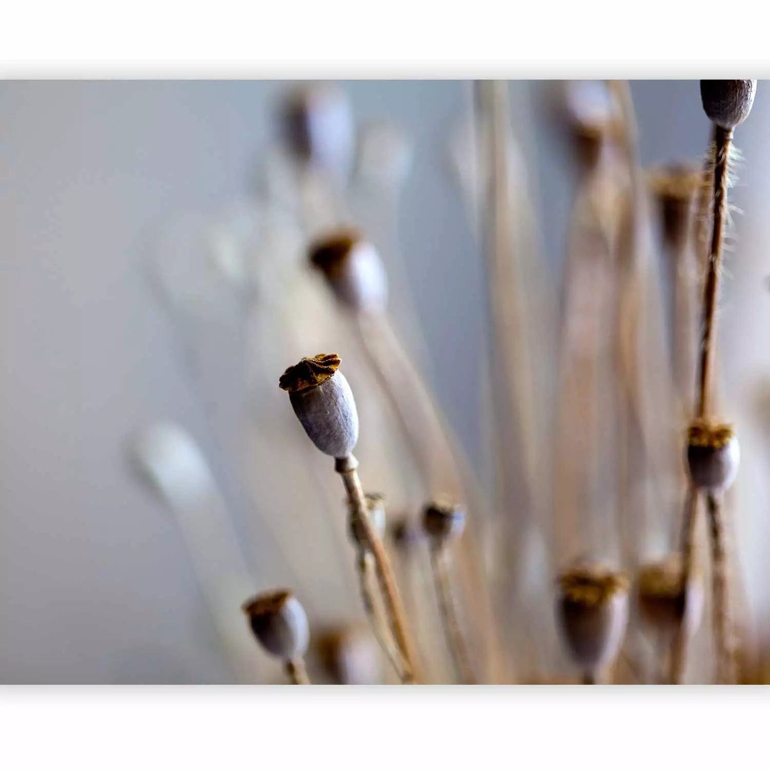 Fototapetes ar magones galviņām uz pelēka fona, 60397 G-ART