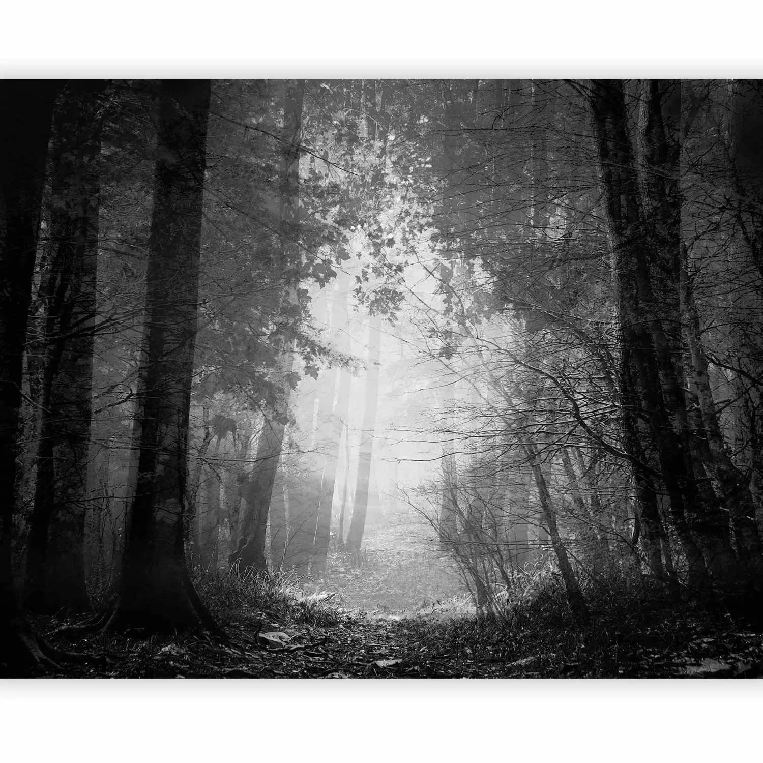 Fototapetes - Melnbalta ainava ar lapām klātu taku meža ielokā G-ART