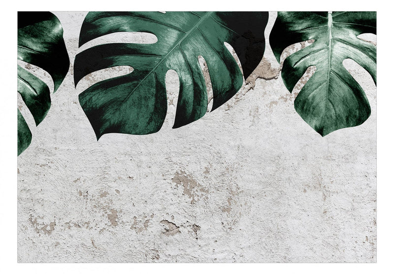 Fototapetes - Monstera zaļās lapas un betona siena, 138817 G-ART