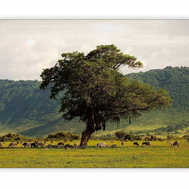 Fototapetes ar zaļu dabu - Ngorongoro krāterī, 59947 G-ART