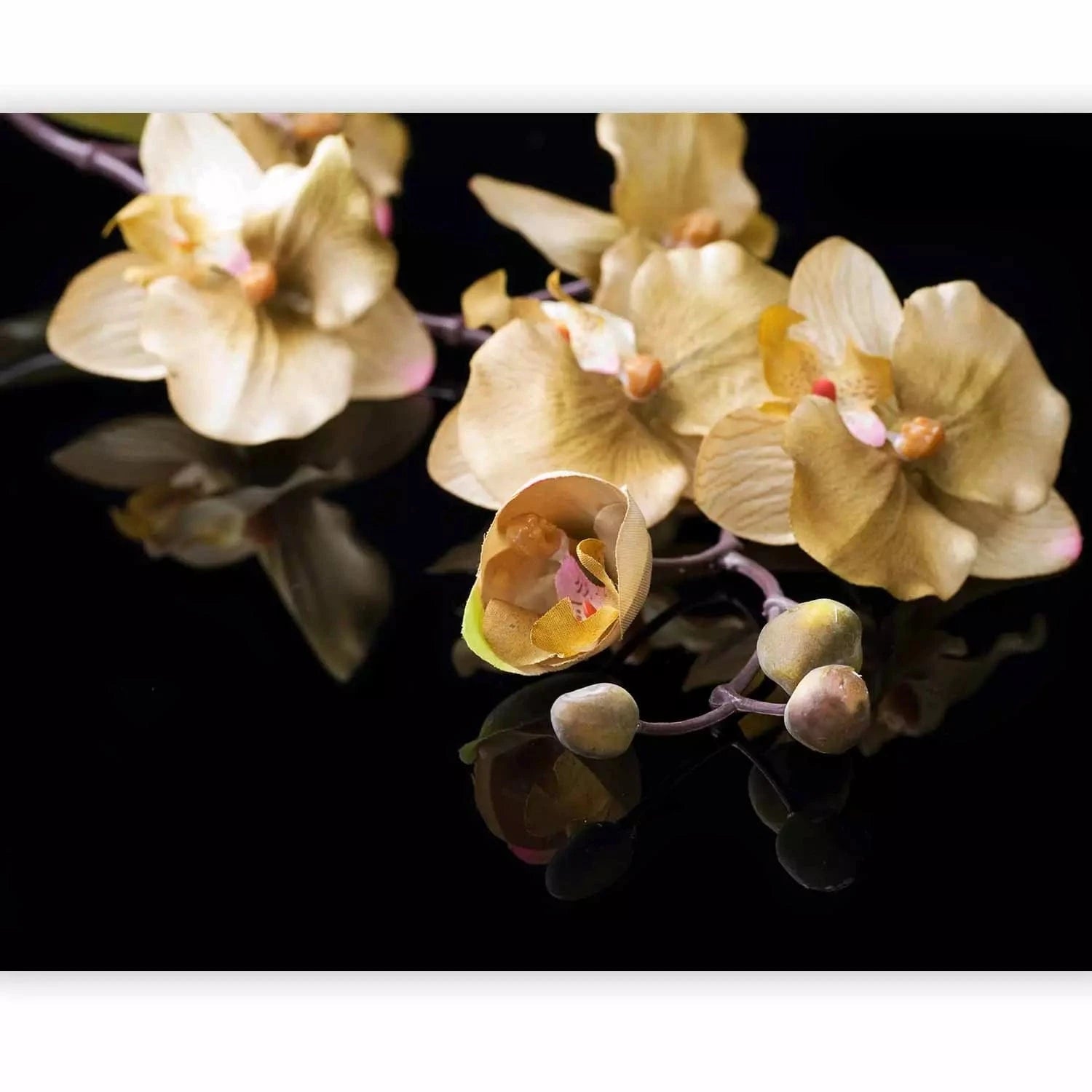 Fototapetes - Orhidejas - smalks ziedu motīvs uz melna fona, 60227 G-ART