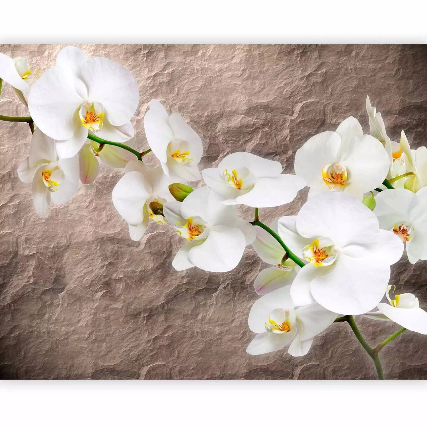 Fototapetes - Orhidejas uz nevienmērīgas faktūras fona, bēša, 60615 G-ART