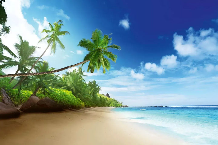 Wall Murals - Palms and the Ocean Shore, 375x250 cm