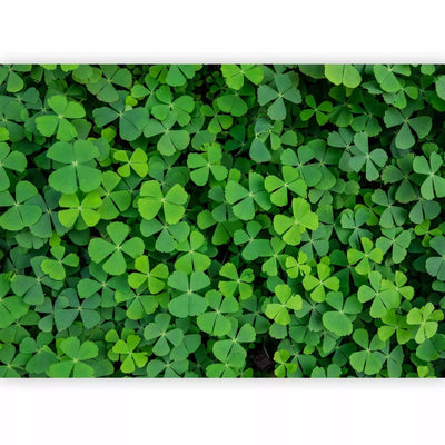 Wall Murals for the bedroom - meadow clover in green, 91846G-ART