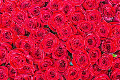 Fototapetes Red Roses (300x250 cm) AS Creation