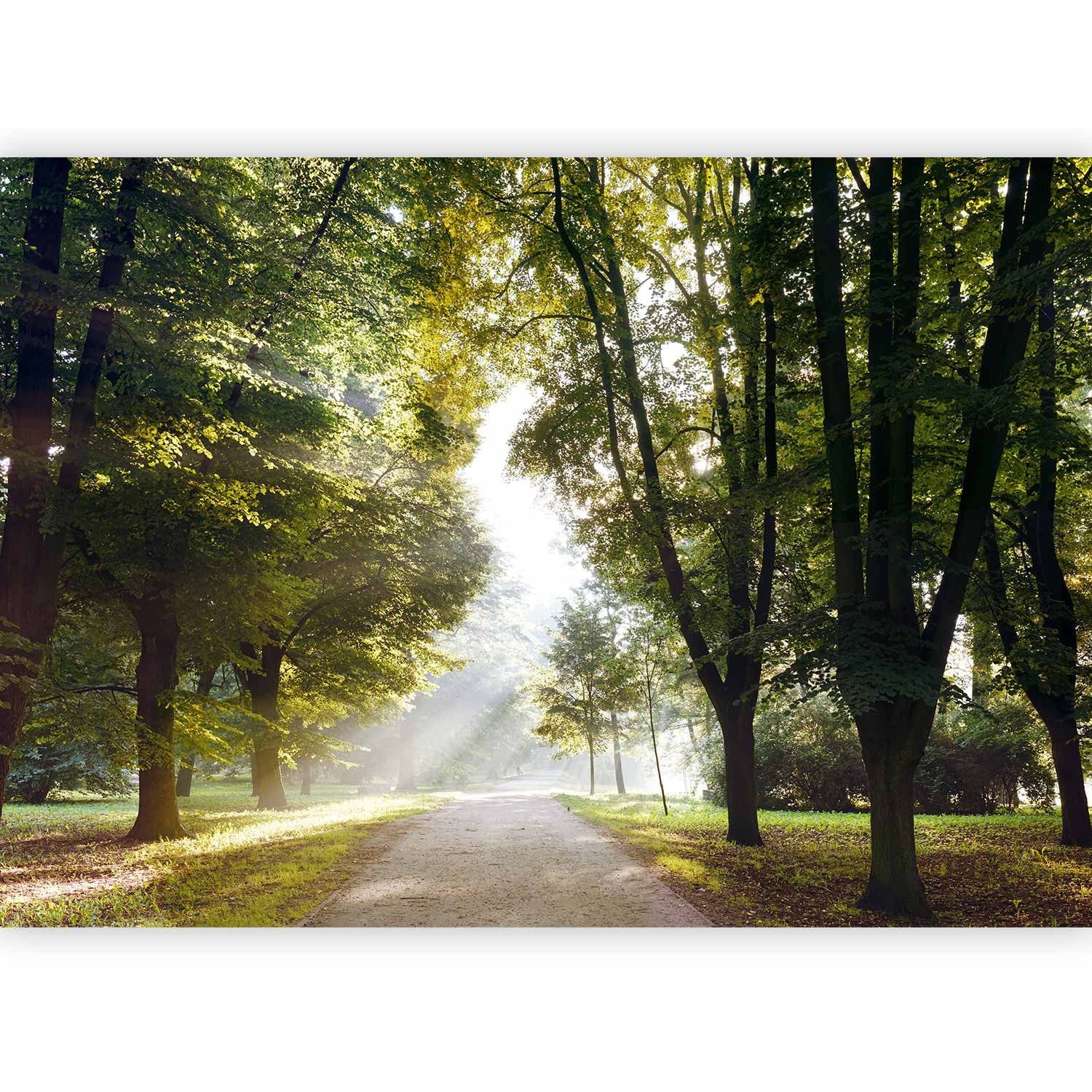 Fototapetes ar skaistu parku - Rīta pastaiga, 90535  G-ART