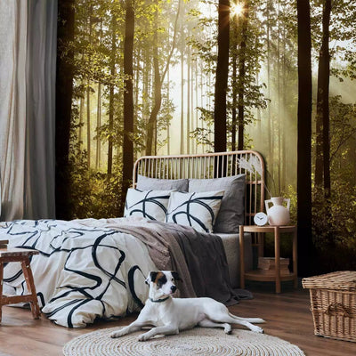 Beautiful Wall Murals with morning mist in the forest - Morning sunlight, 97488 G-ART