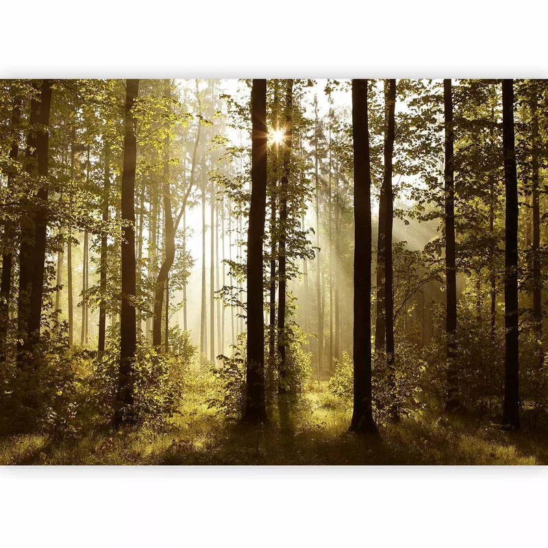 Skaistas fototapetes ar rītas miglu mežā - Rīta saules gaisma, 97488 G-ART