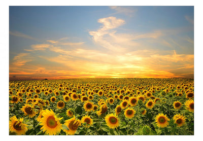 Fototapetes - Rīta saulespuķes, 136314 G-ART